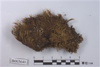 藏品(曲尾苔科)的圖片